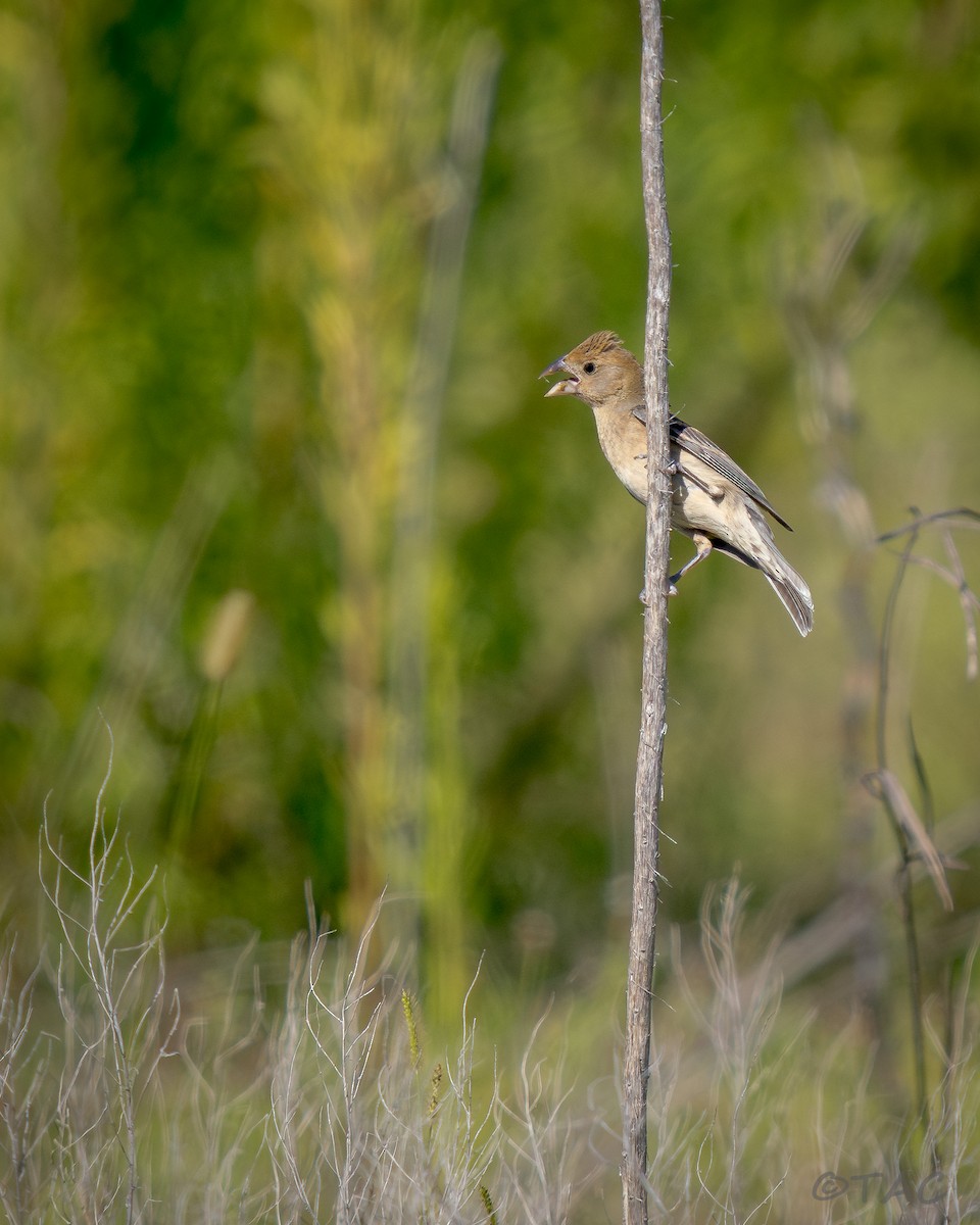 Blue Grosbeak - ML637516583