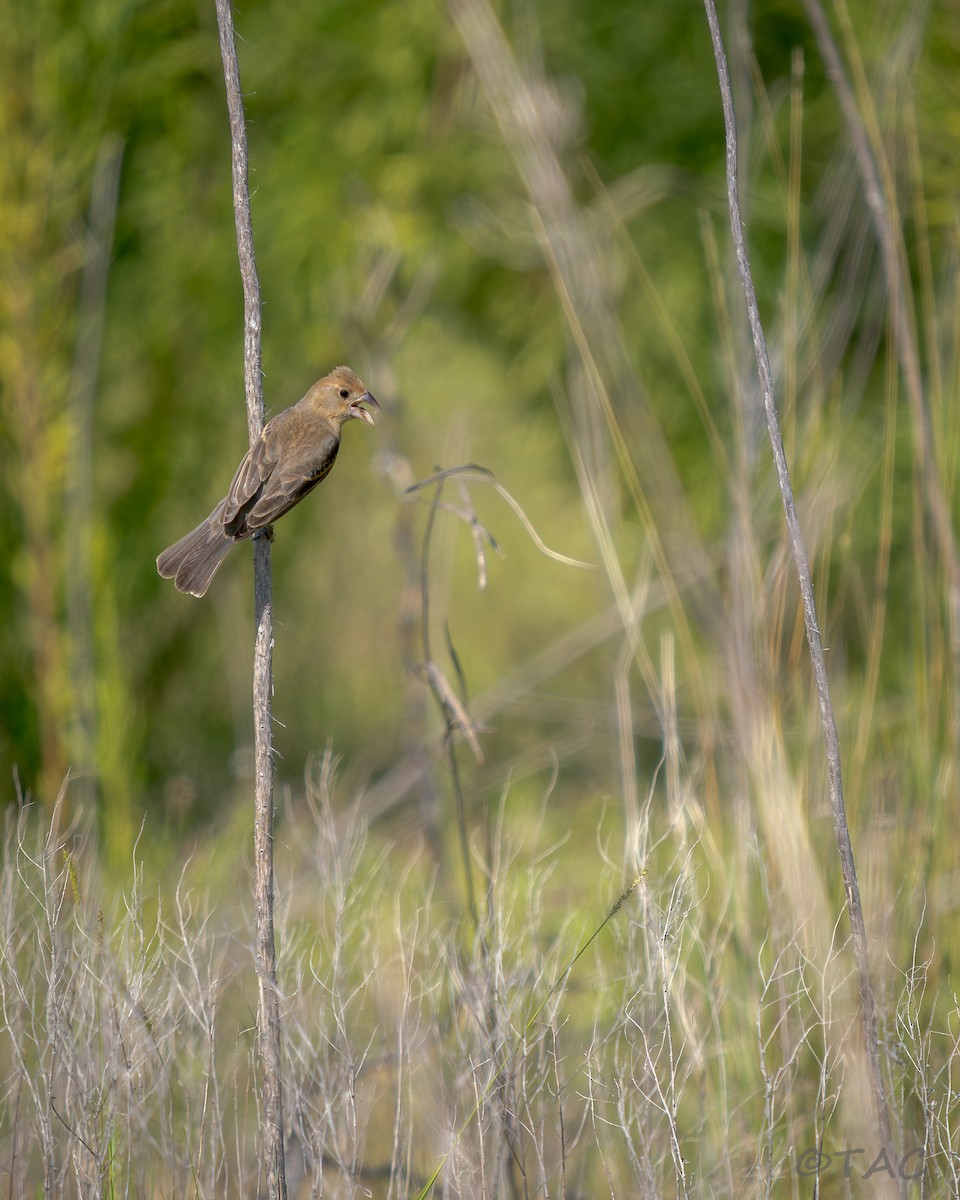 Blue Grosbeak - ML637516584