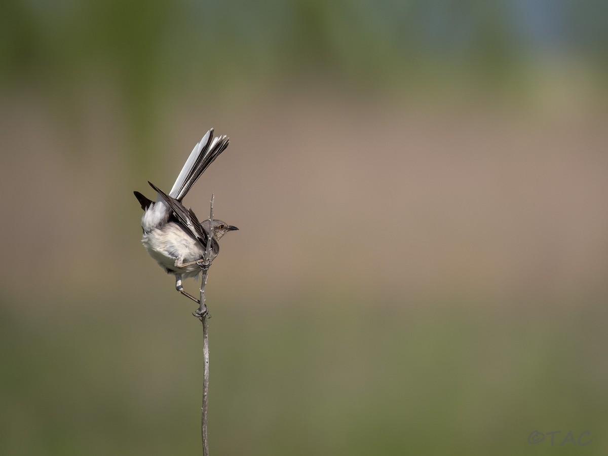 Northern Mockingbird - ML637516596