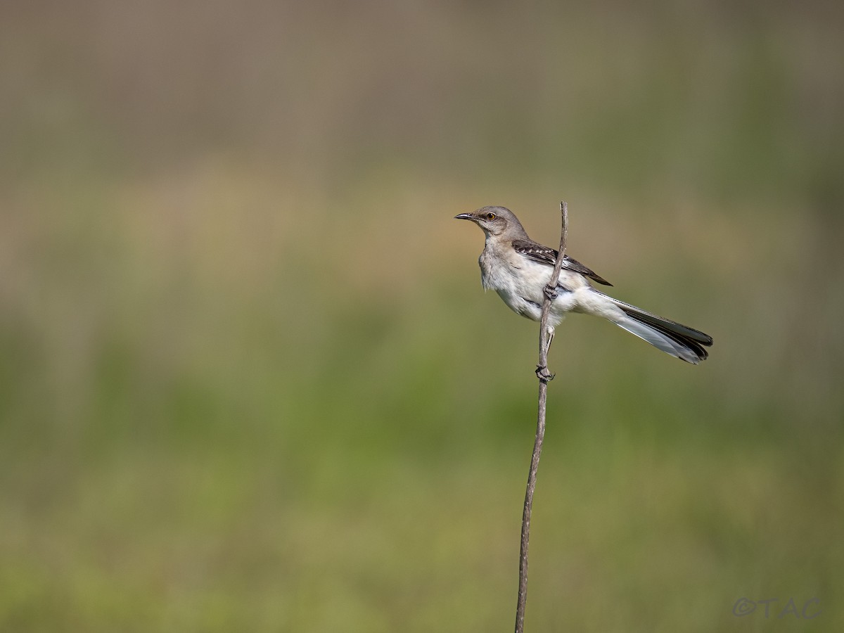 Northern Mockingbird - ML637516597