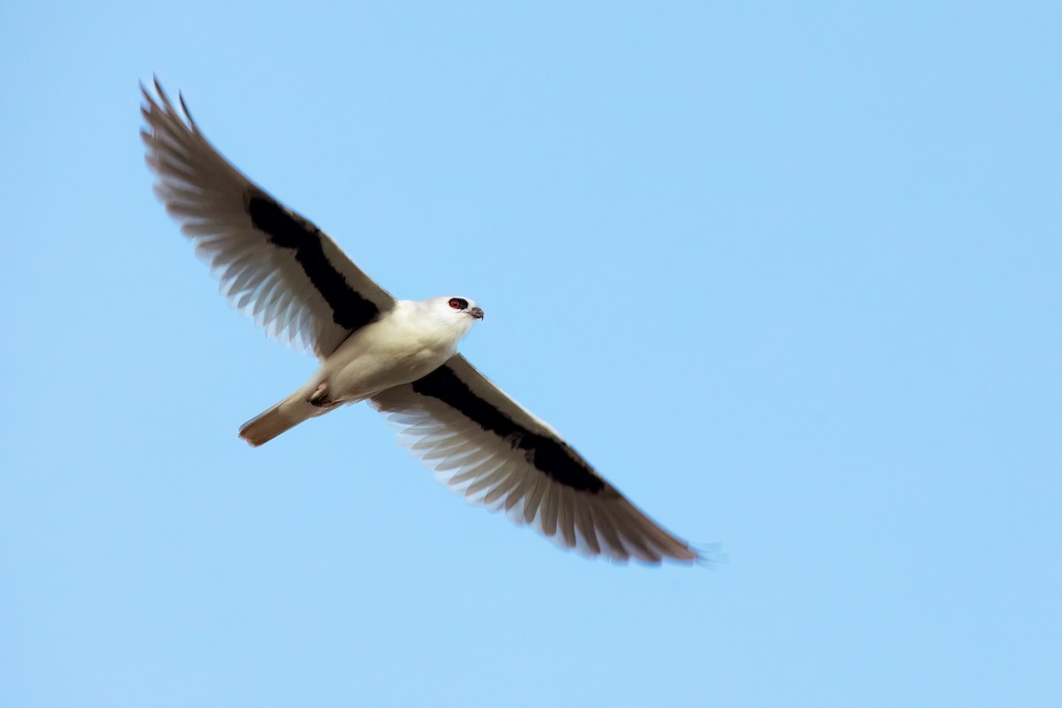 Letter-winged Kite - ML637516620