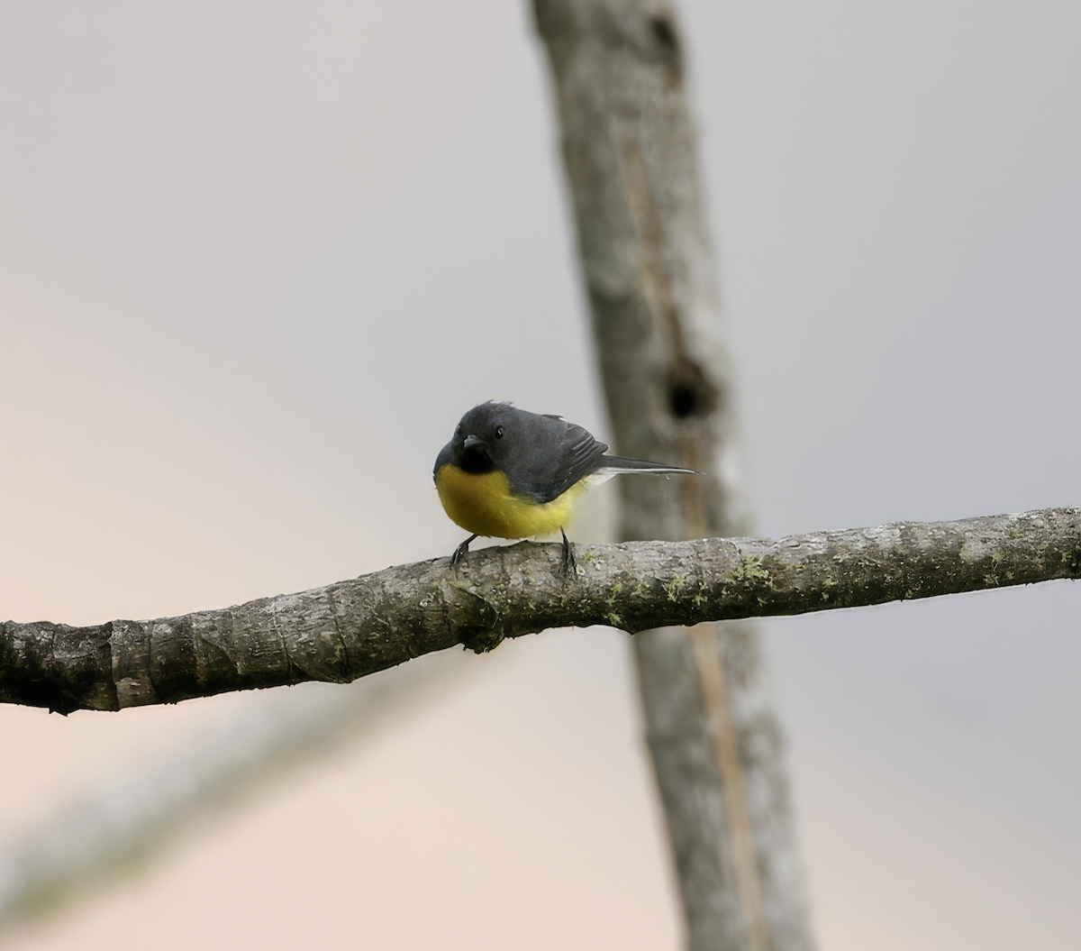 Slate-throated Redstart - ML637516643