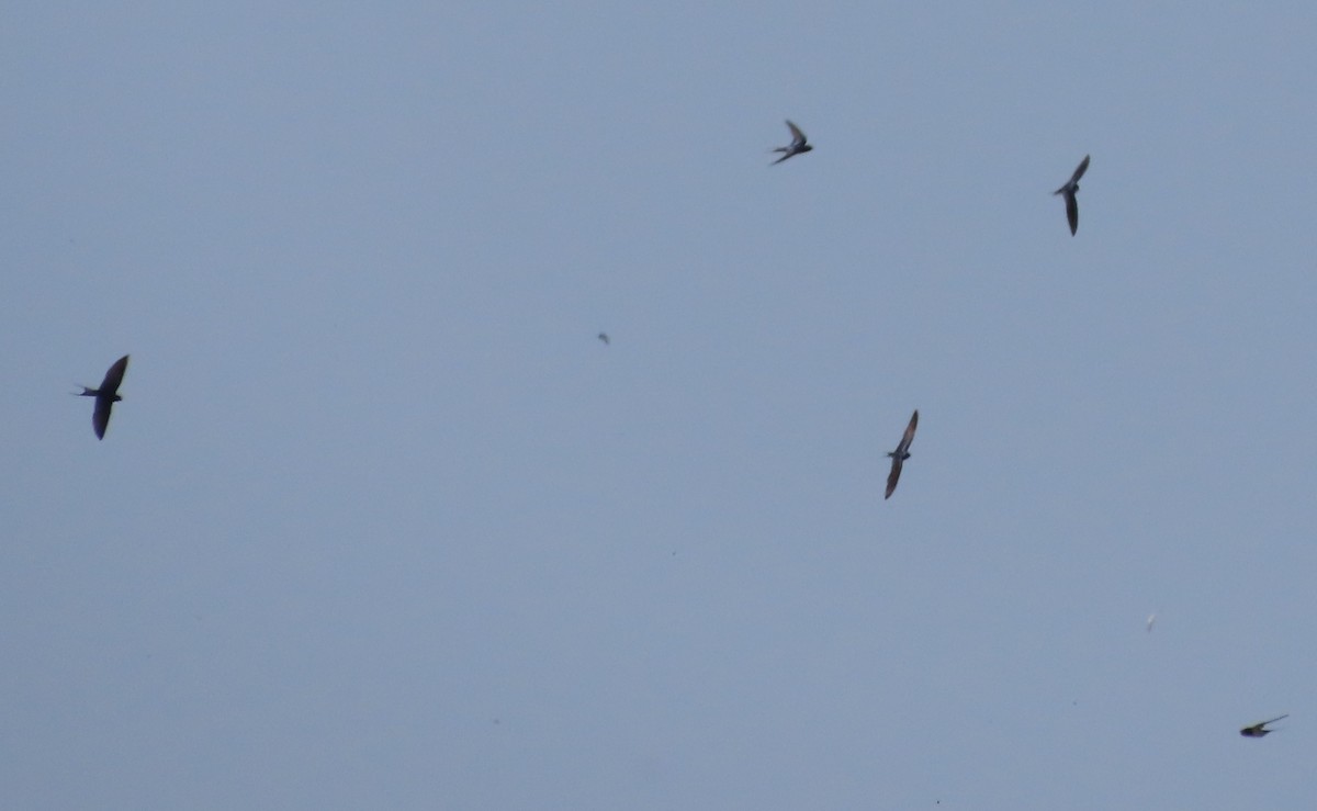 swallow sp. - ML637516649