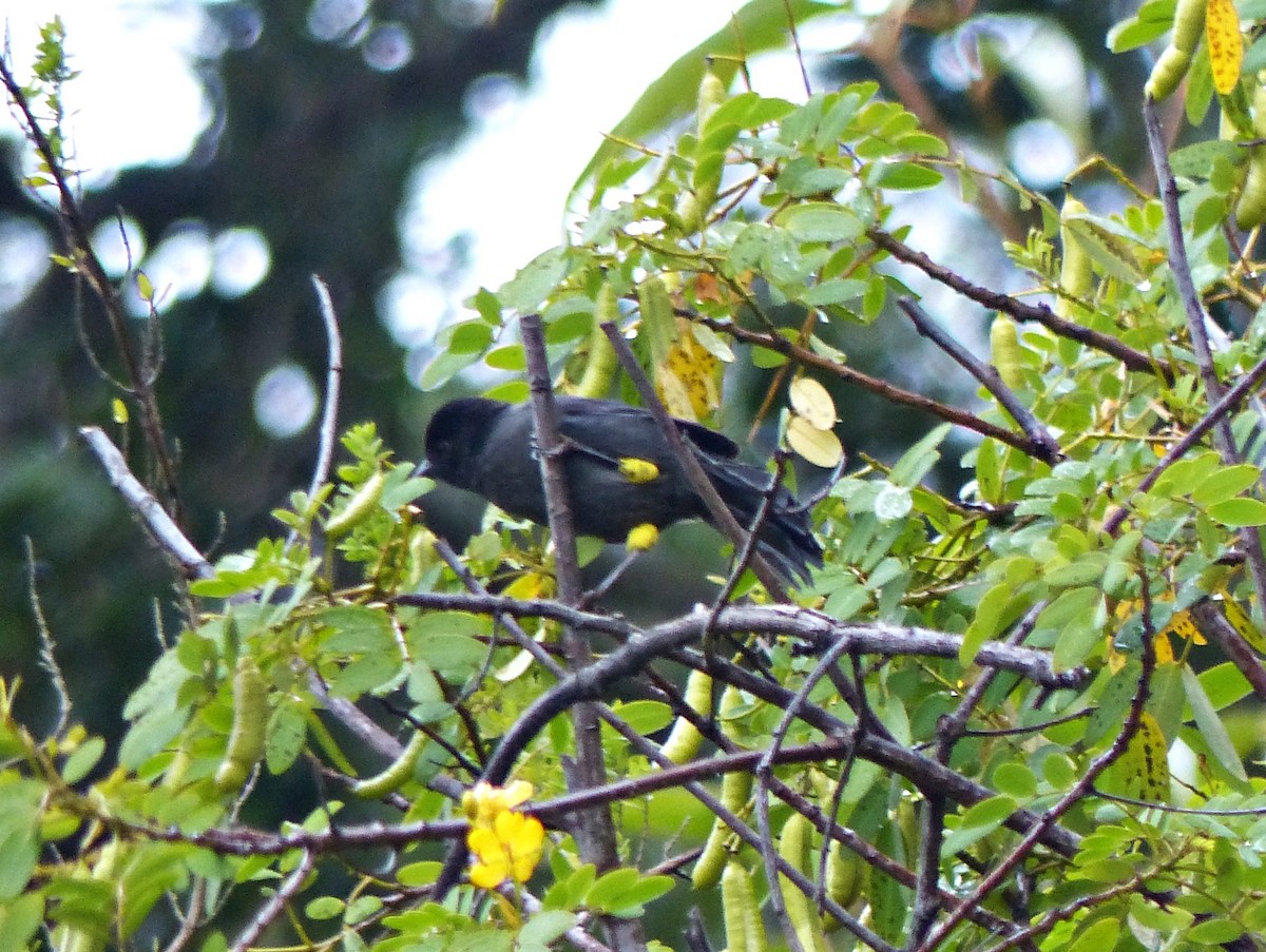 Yellow-thighed Brushfinch - ML637516658