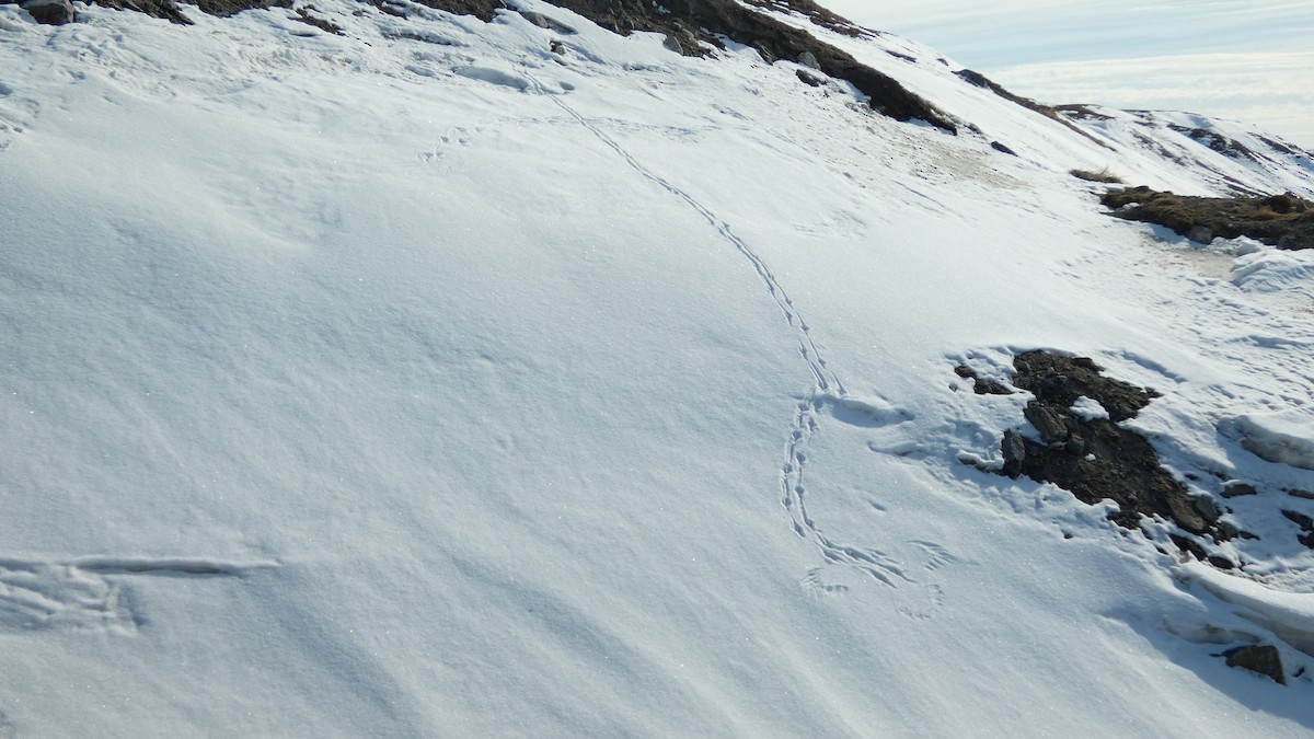 Common Raven - ML637516680