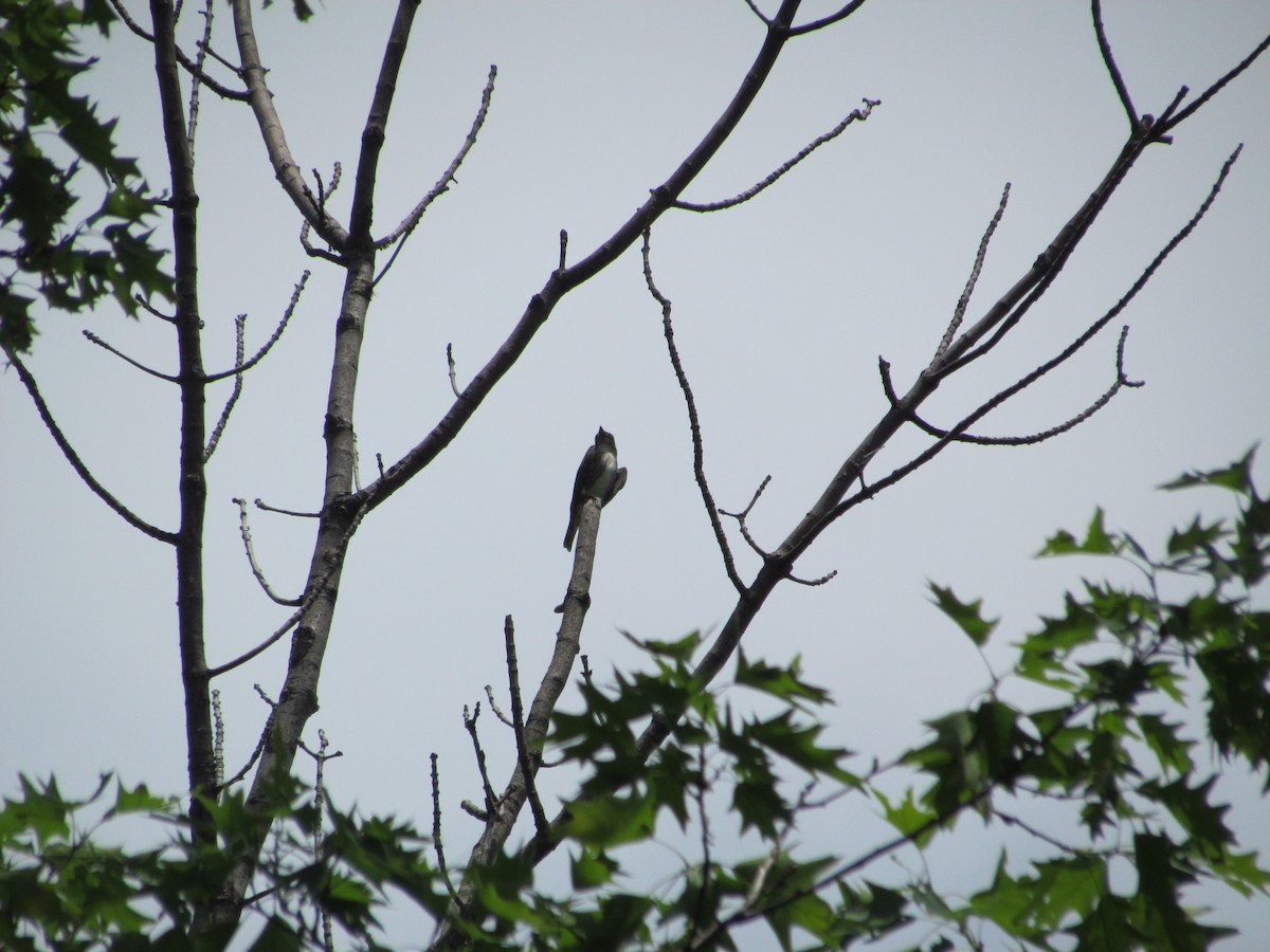 Olive-sided Flycatcher - ML637516683