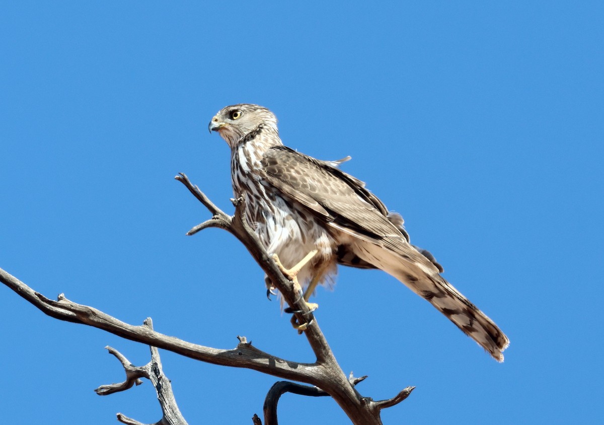 Cooper's Hawk - ML637516684