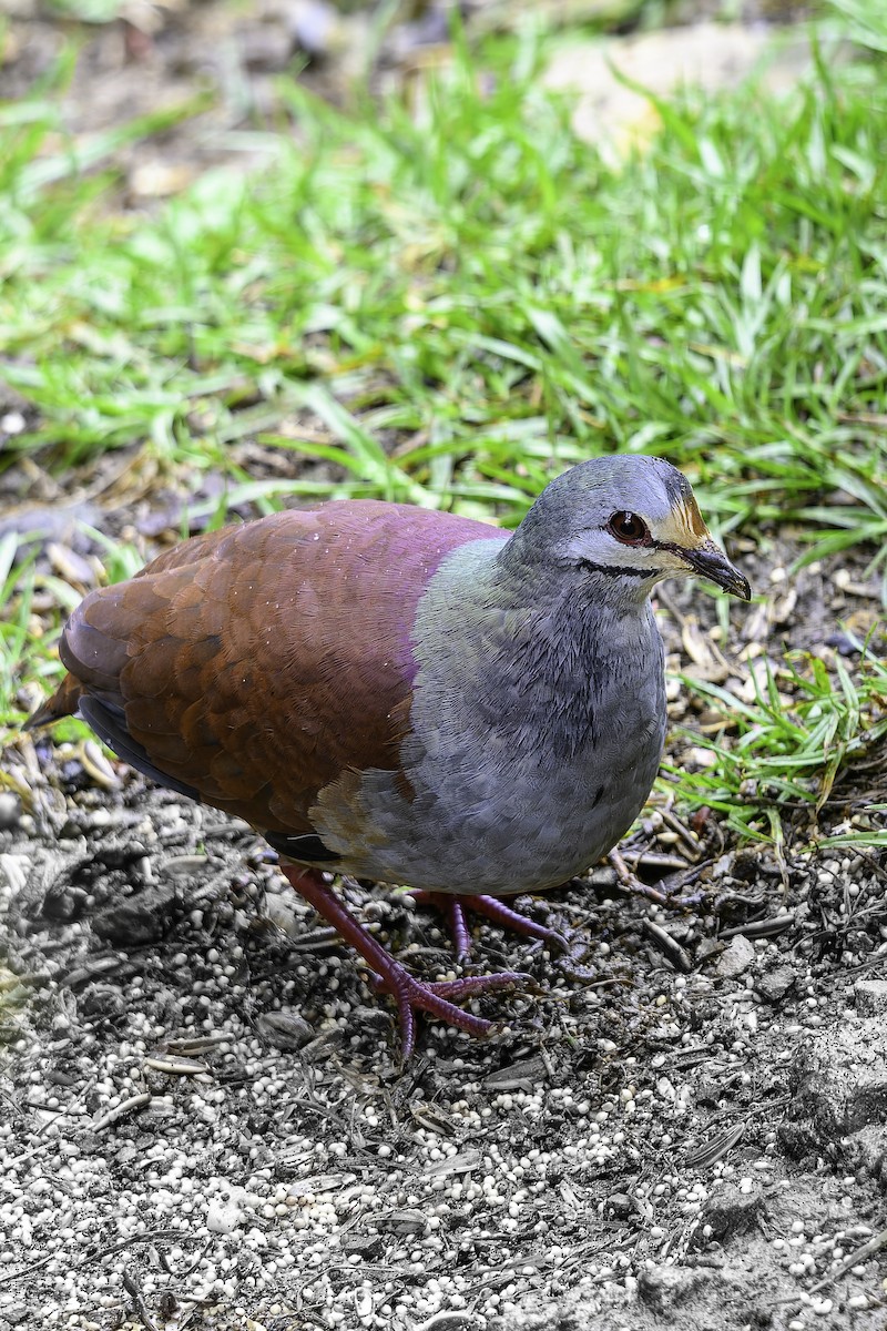 Buff-fronted Quail-Dove - ML637516689