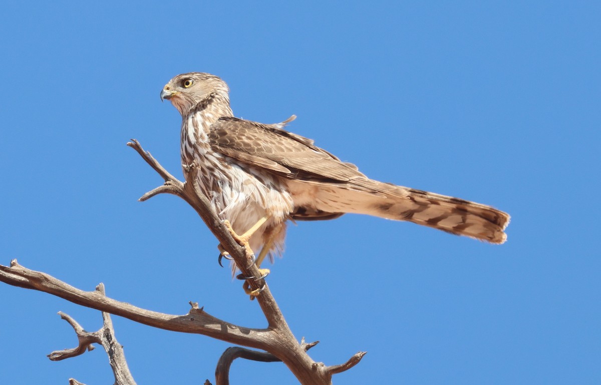 Cooper's Hawk - ML637516698