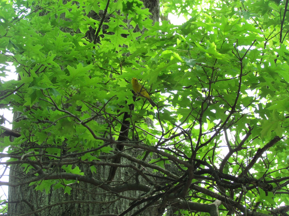Wilson's Warbler - ML637516709