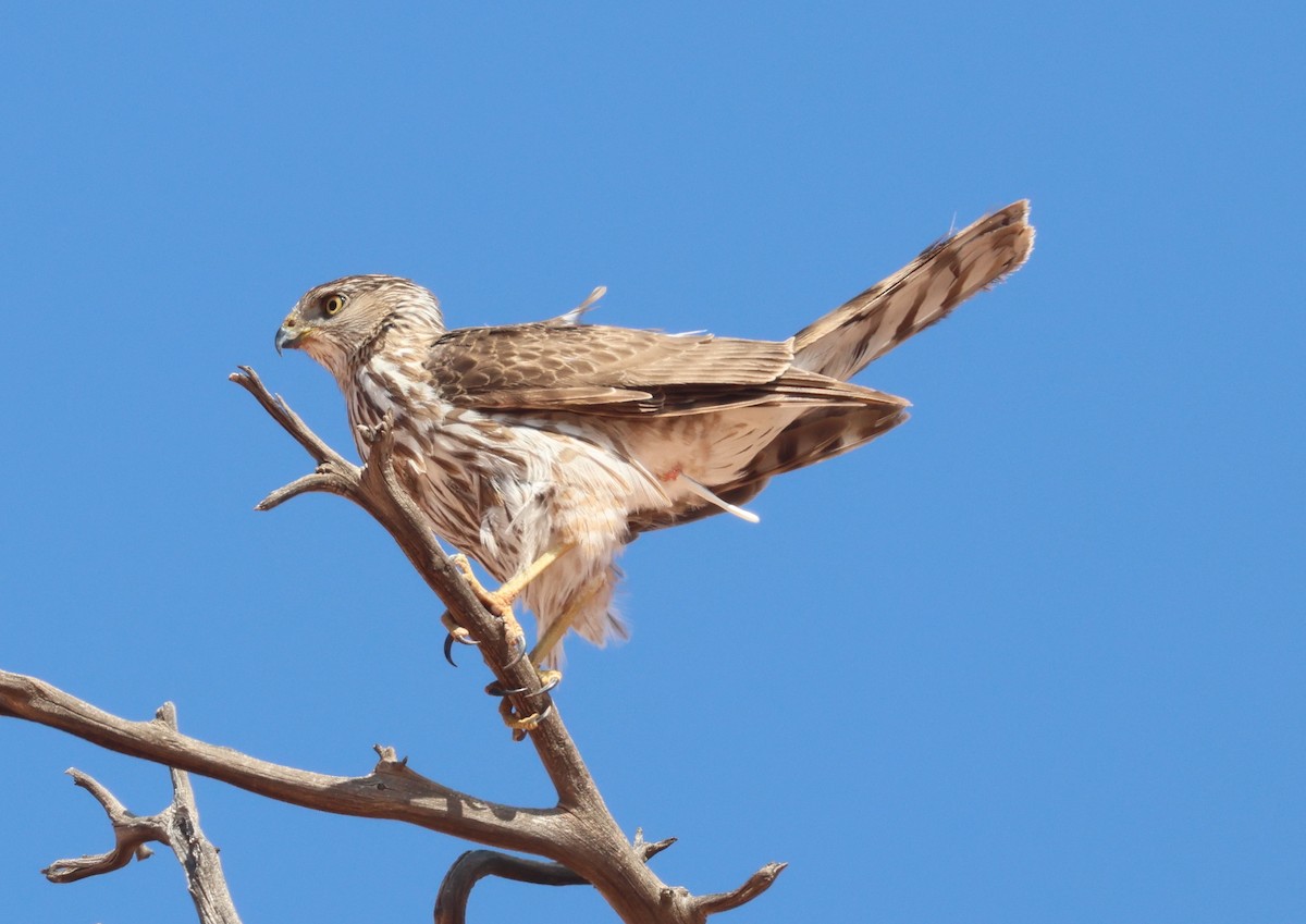 Cooper's Hawk - ML637516717