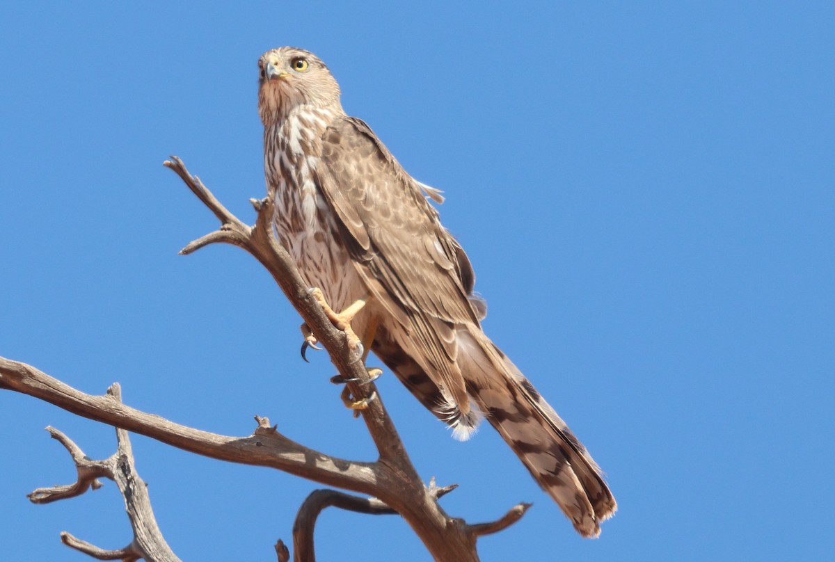 Cooper's Hawk - ML637516734