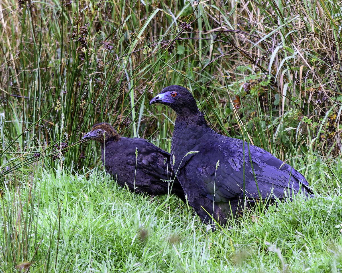 Black Guan - ML637516793