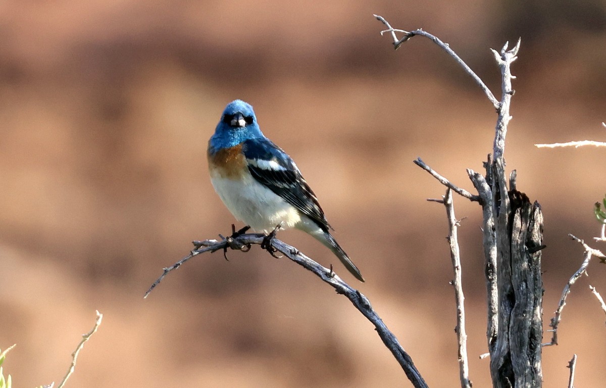 Passerin azuré - ML637516808