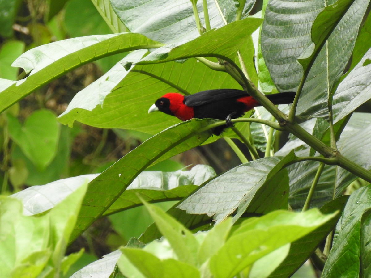 Crimson-collared Tanager - ML637516811