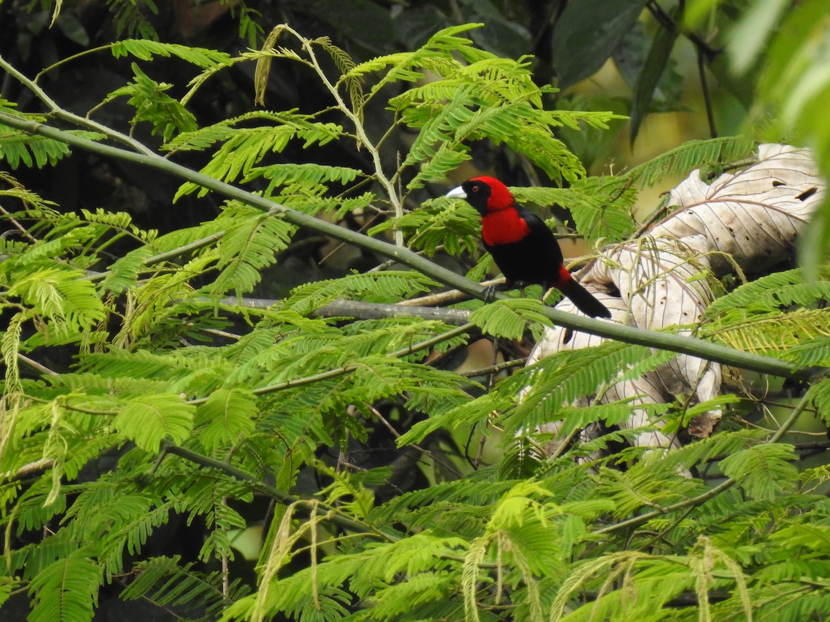 Crimson-collared Tanager - ML637516812