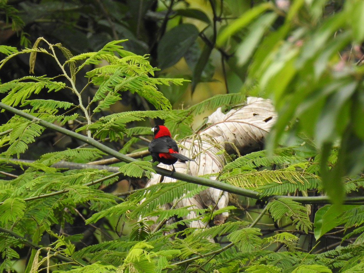 Crimson-collared Tanager - ML637516814