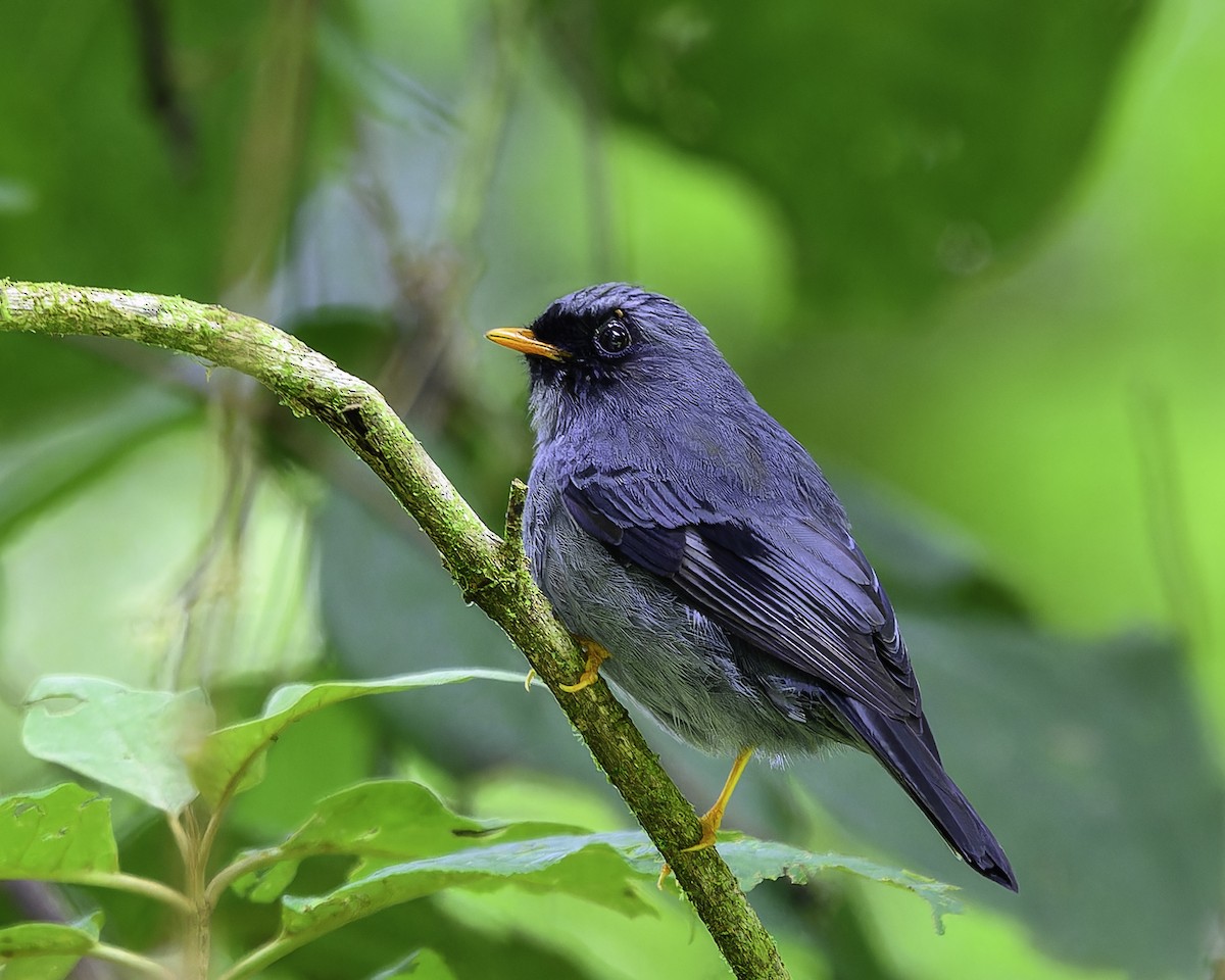 Black-faced Solitaire - ML637516854