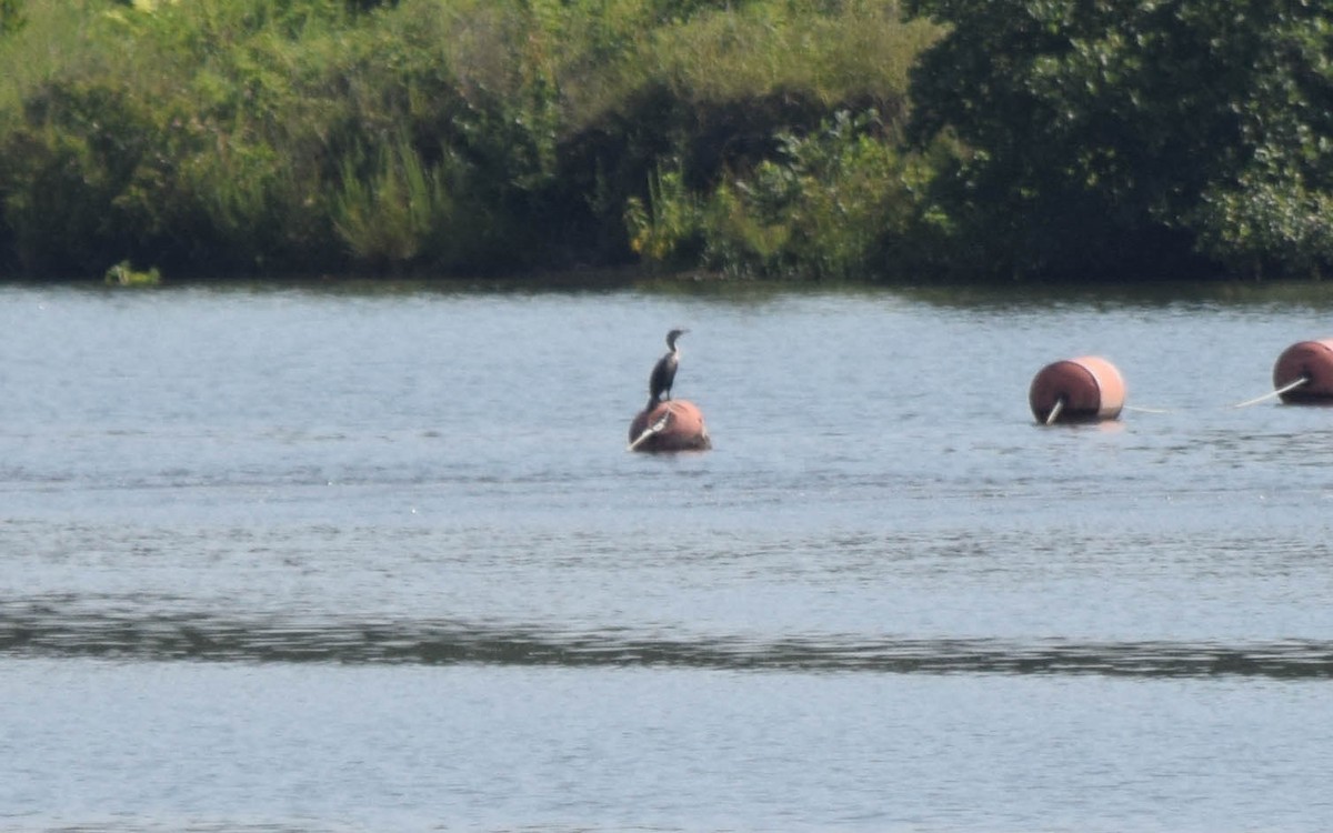 Double-crested Cormorant - ML637516866