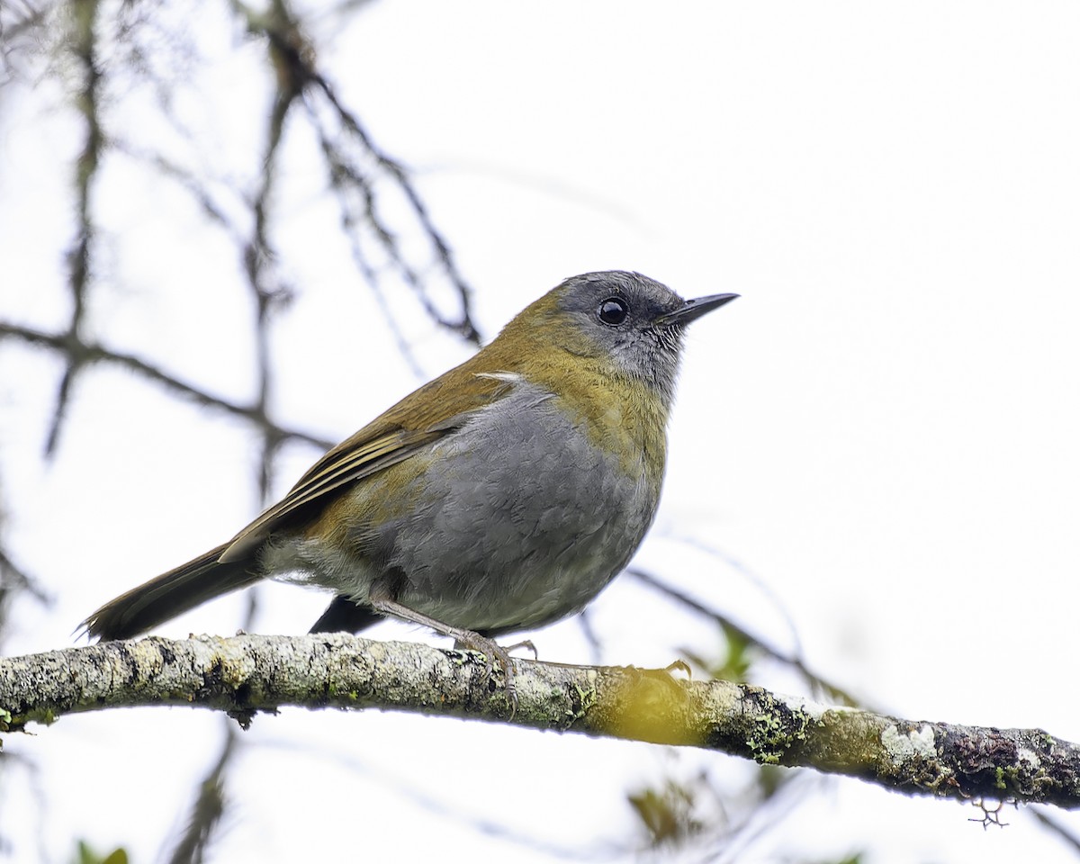 Black-billed Nightingale-Thrush - ML637516905