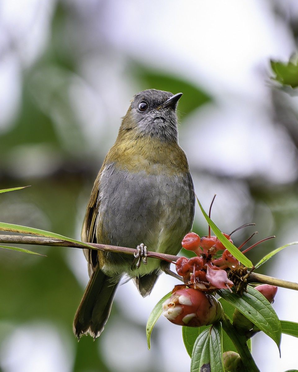 Black-billed Nightingale-Thrush - ML637516906