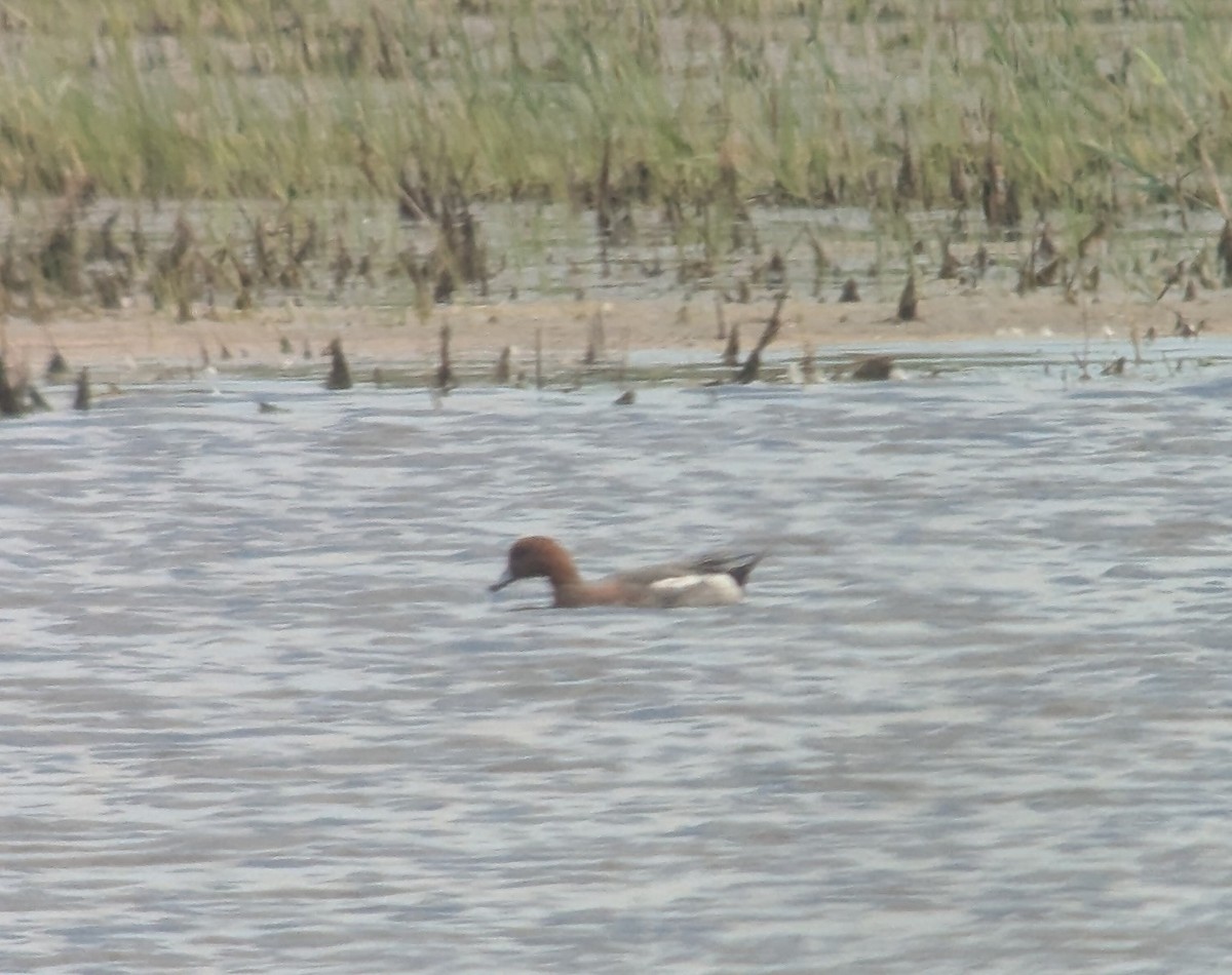 Eurasian Wigeon - ML637517009
