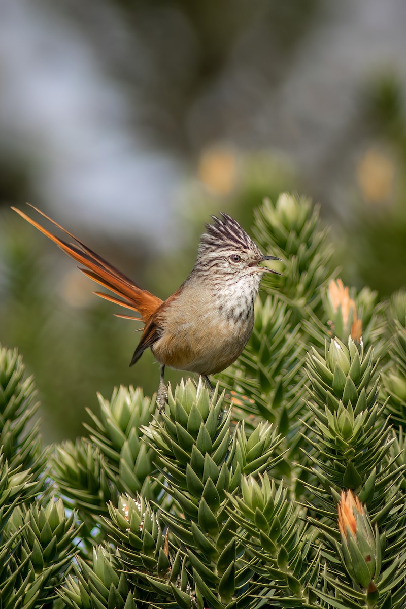 Araucaria Tit-Spinetail - ML637517025