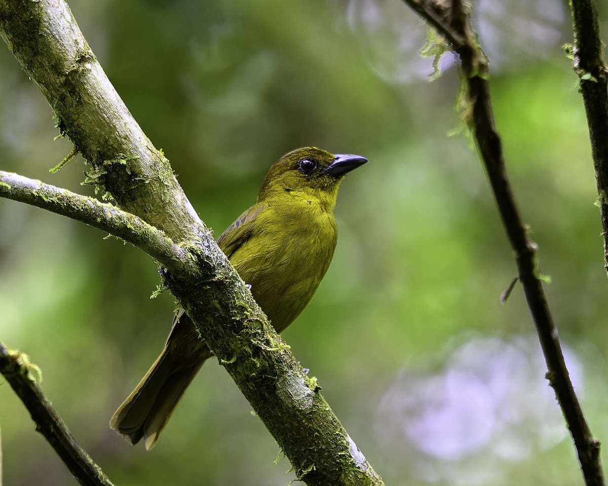 Carmiol's Tanager - ML637517057