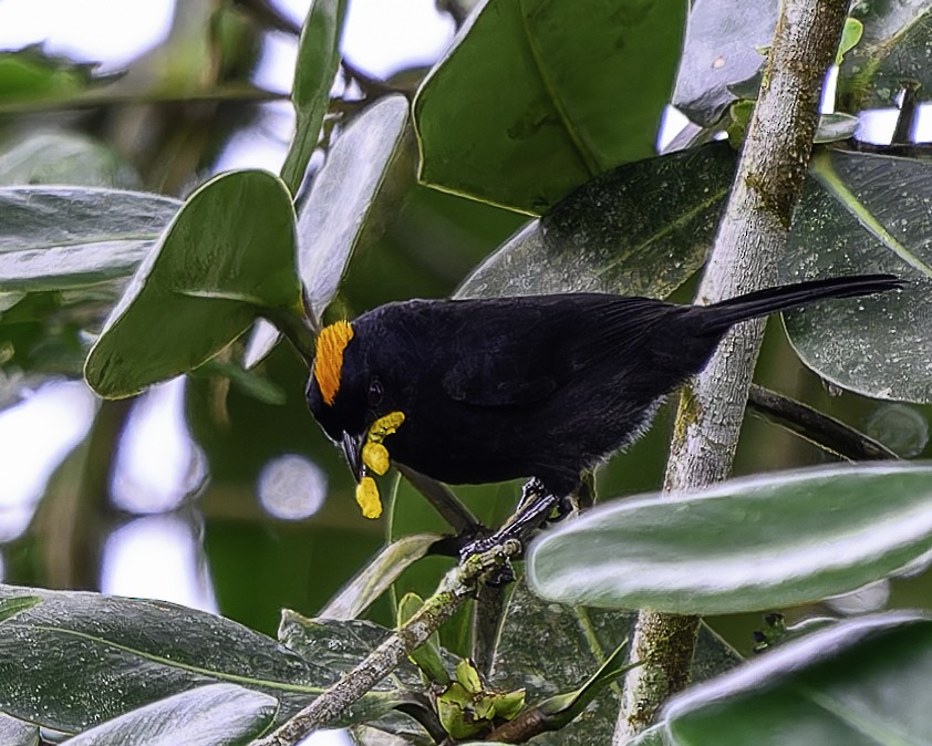 Tawny-crested Tanager - ML637517072