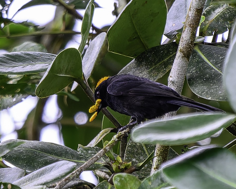 Tawny-crested Tanager - ML637517073