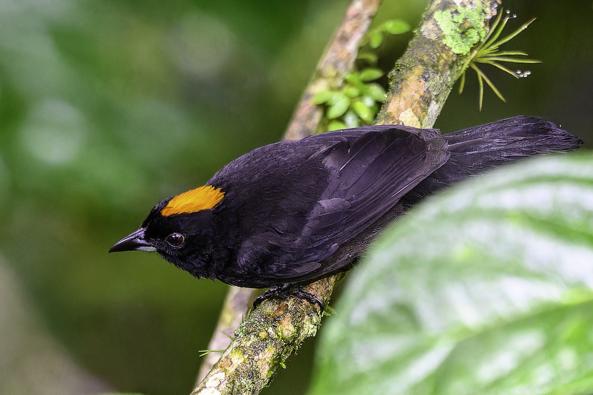 Tawny-crested Tanager - ML637517075