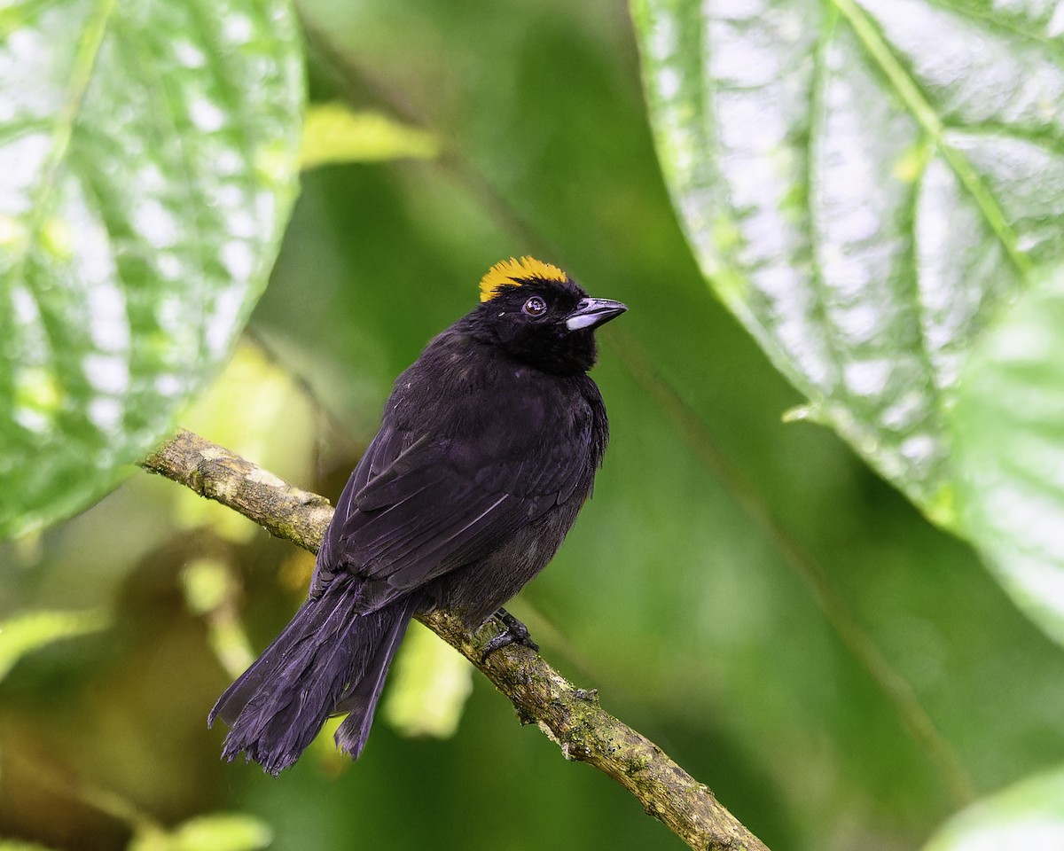 Tawny-crested Tanager - ML637517076