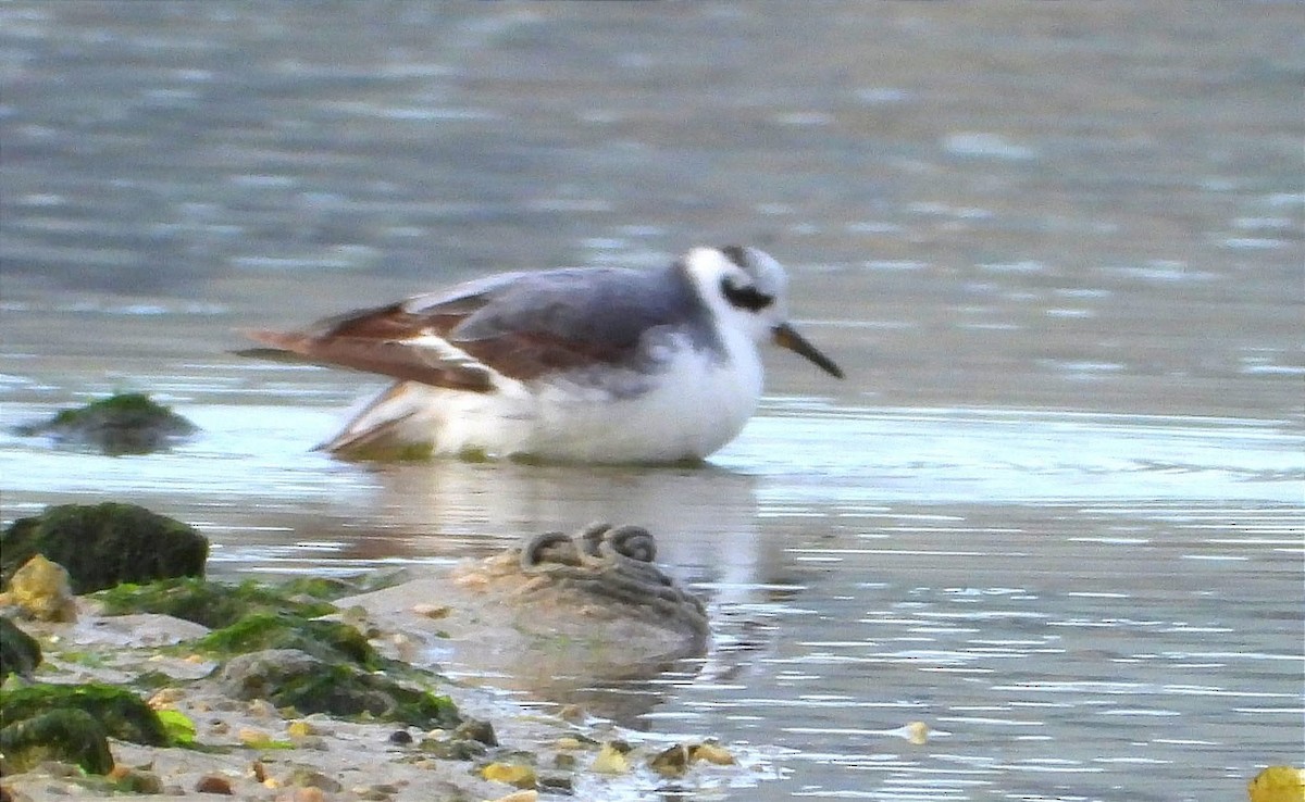 Red Phalarope - ML637517131