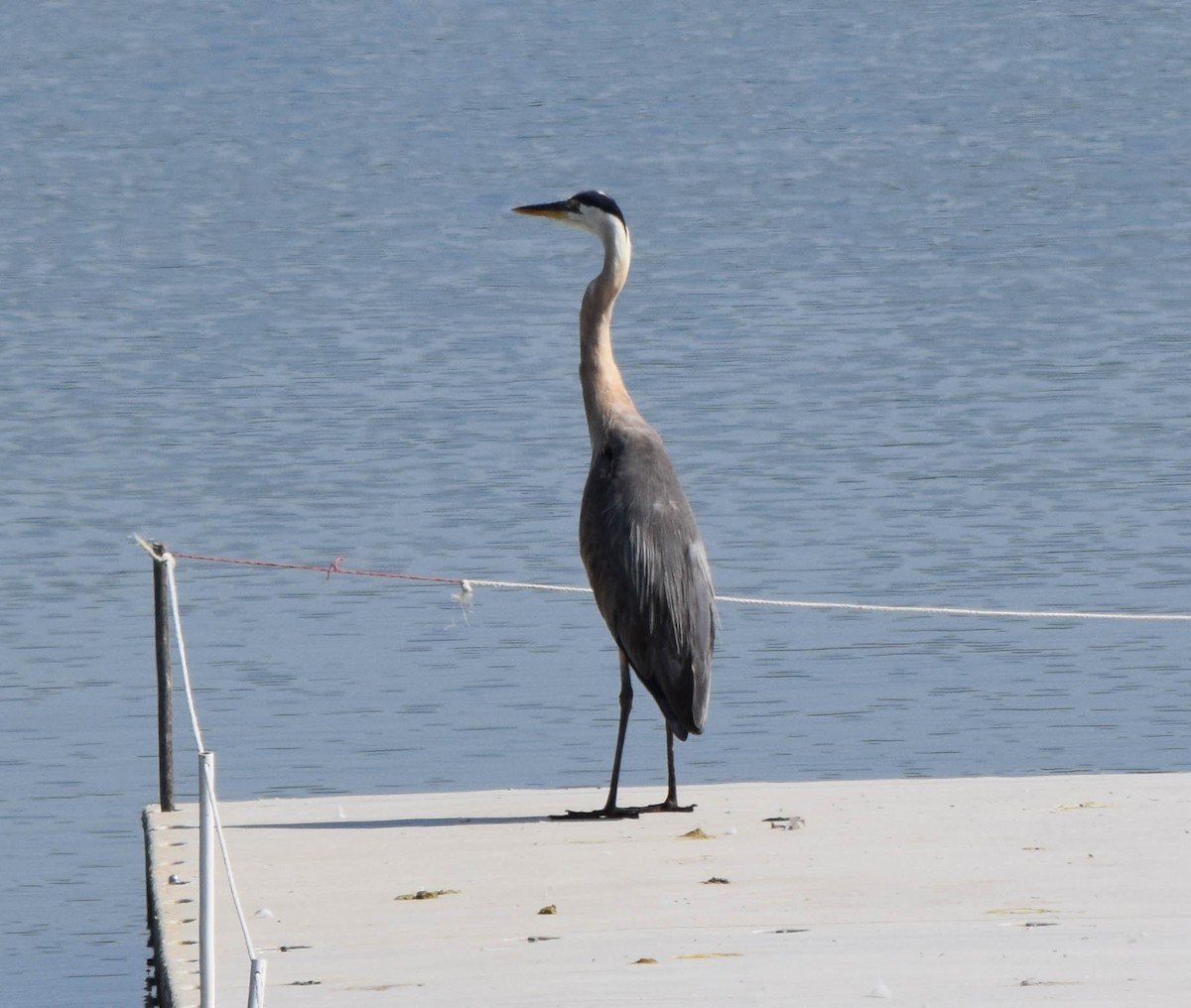 Great Blue Heron - ML637517134