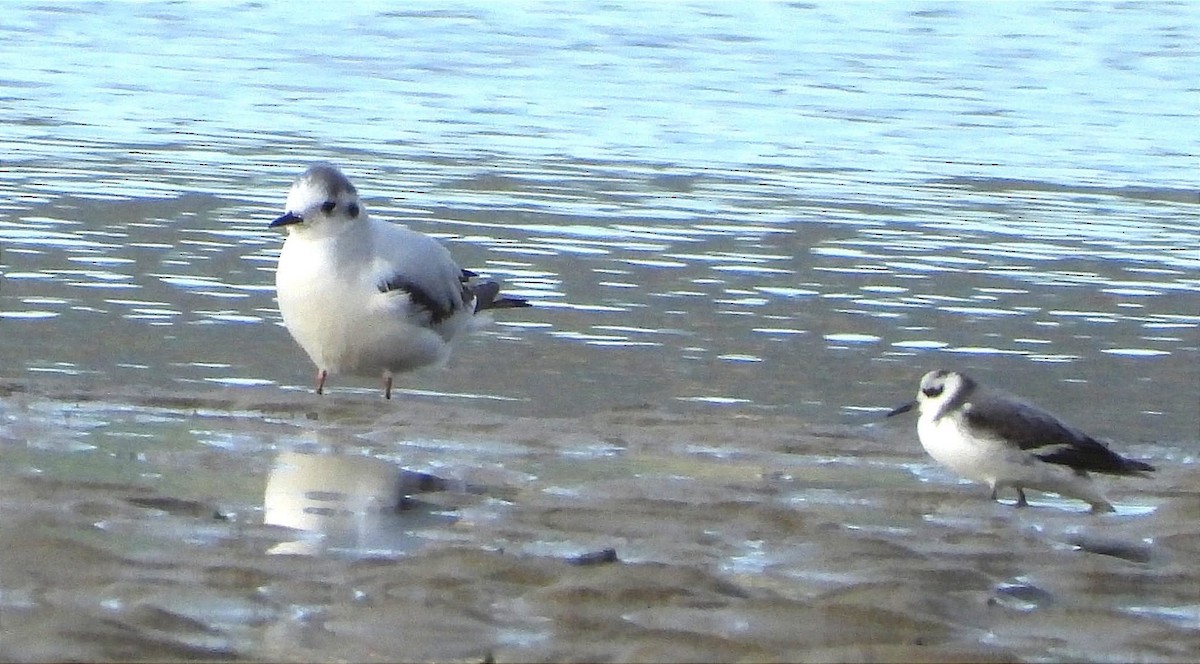 Red Phalarope - ML637517145