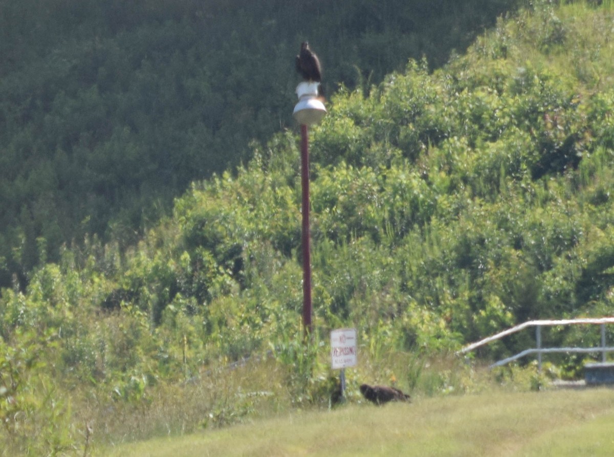 Bald Eagle - ML637517158