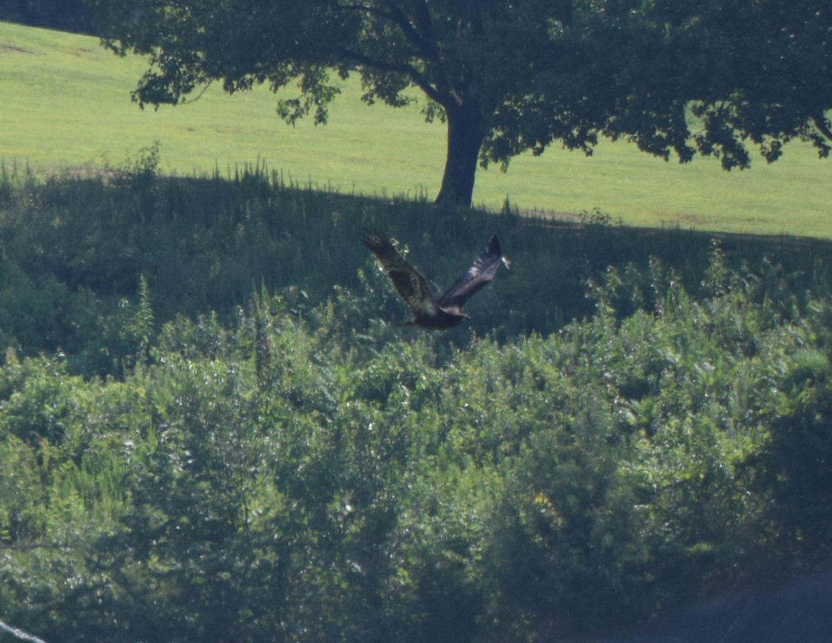 Bald Eagle - ML637517185
