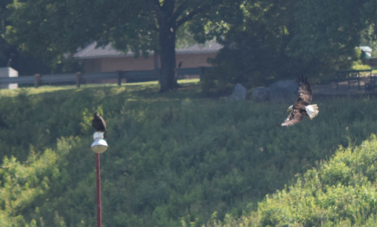 Bald Eagle - ML637517188