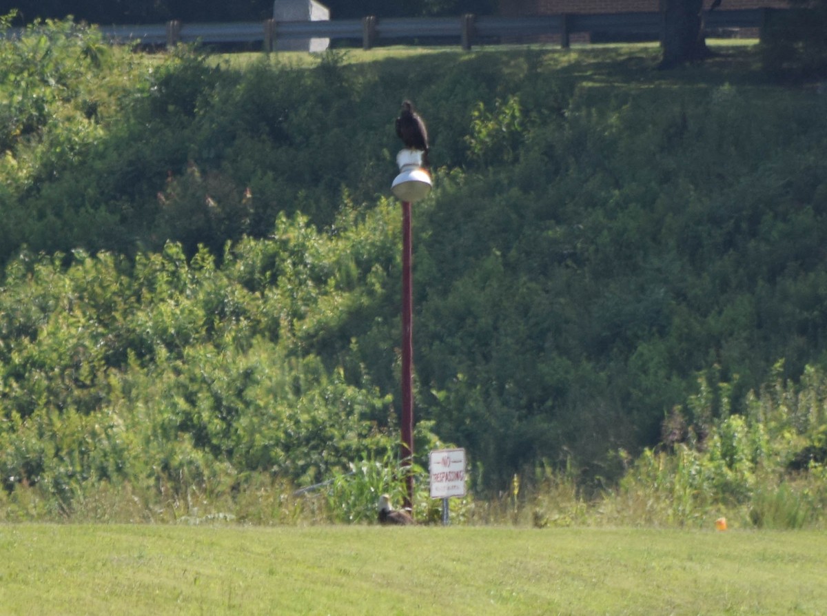 Bald Eagle - ML637517193