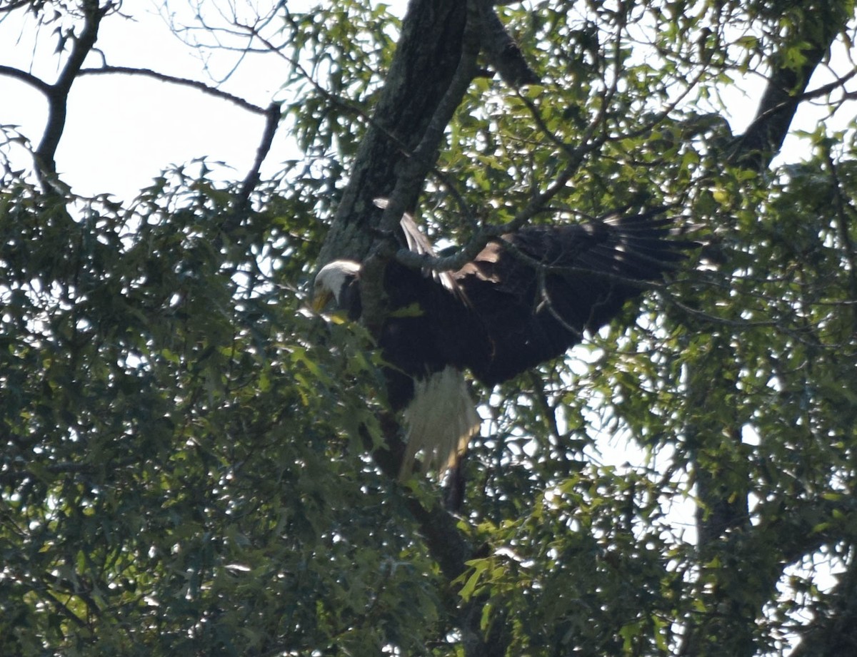 Bald Eagle - ML637517195