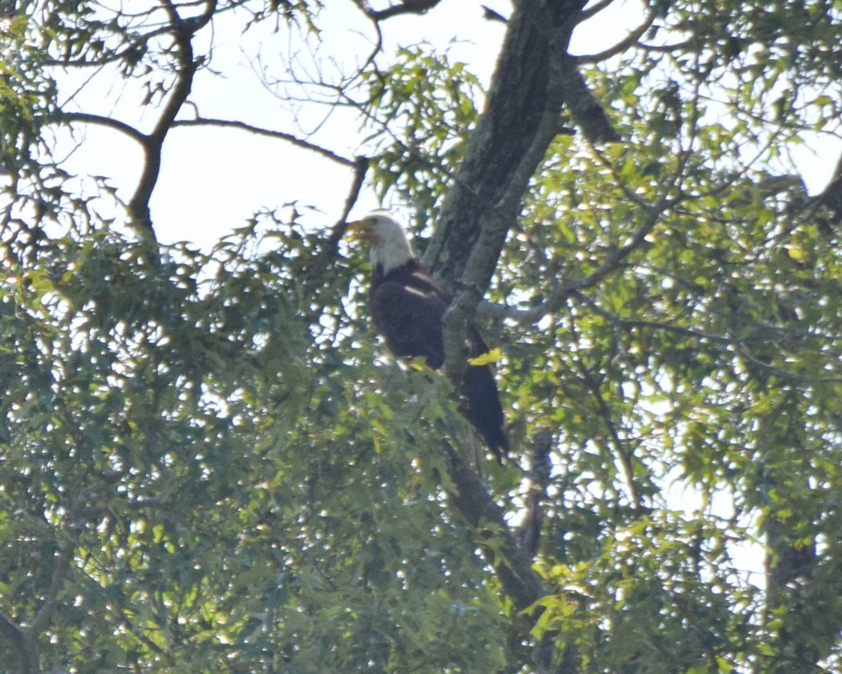 Bald Eagle - ML637517200