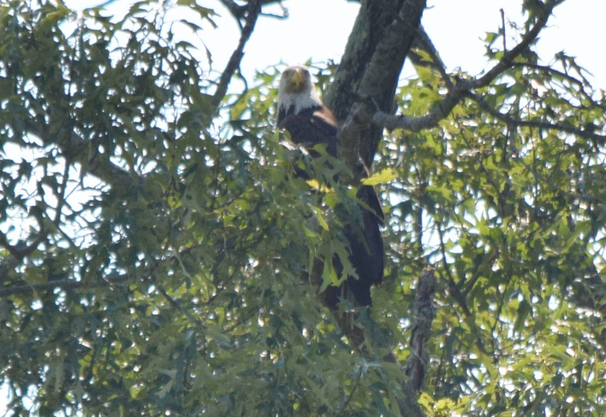 Bald Eagle - ML637517212