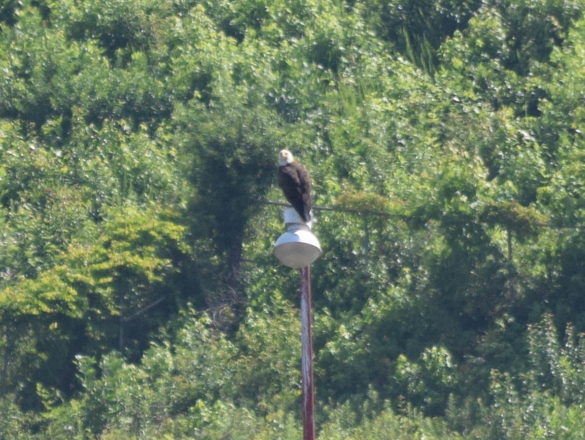 Bald Eagle - ML637517217