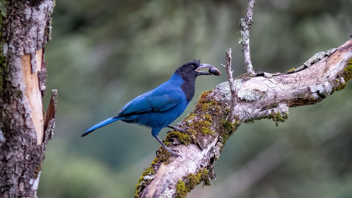 Azure Jay - ML637517235