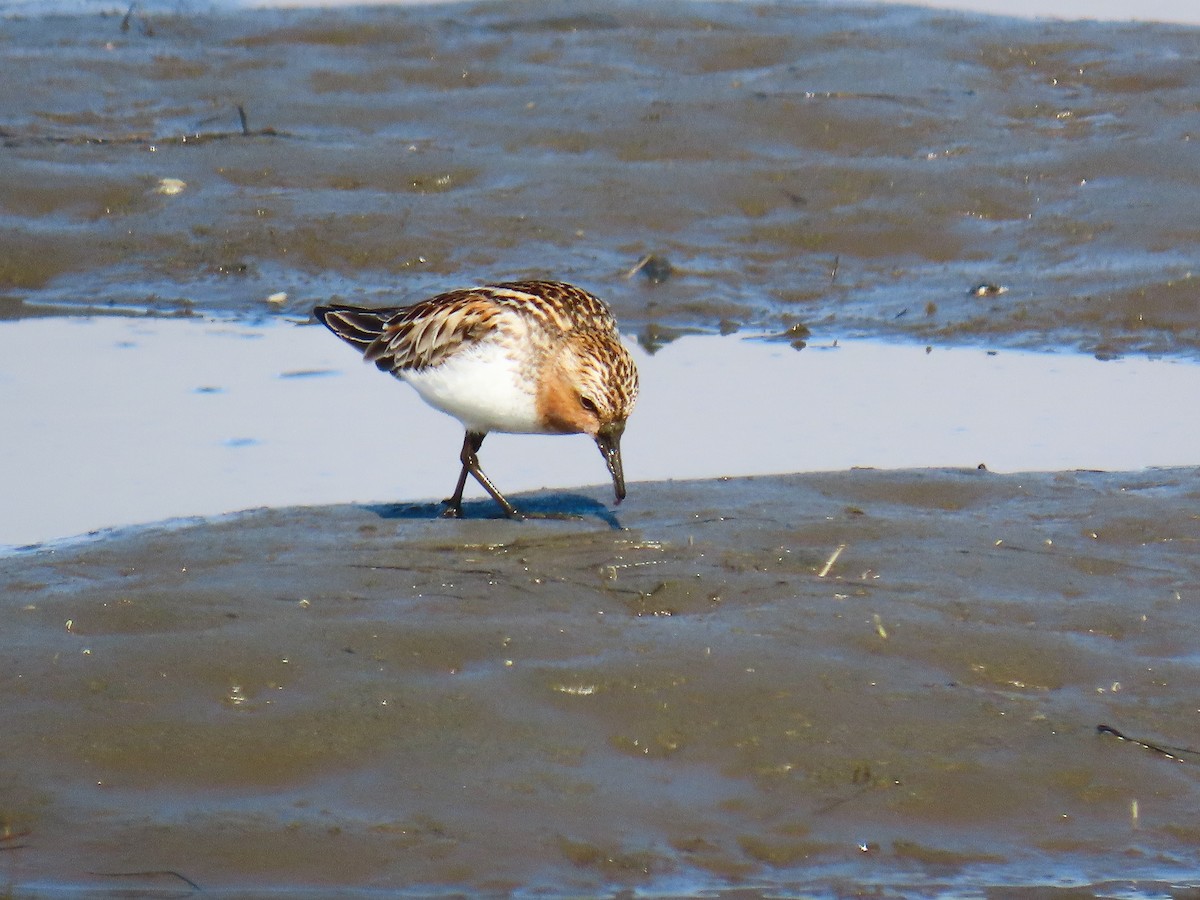 Red-necked Stint - ML637517251
