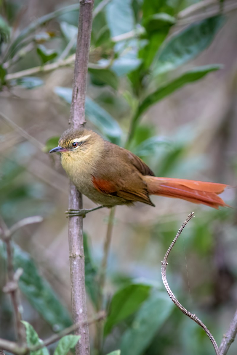 Olive Spinetail - ML637517280