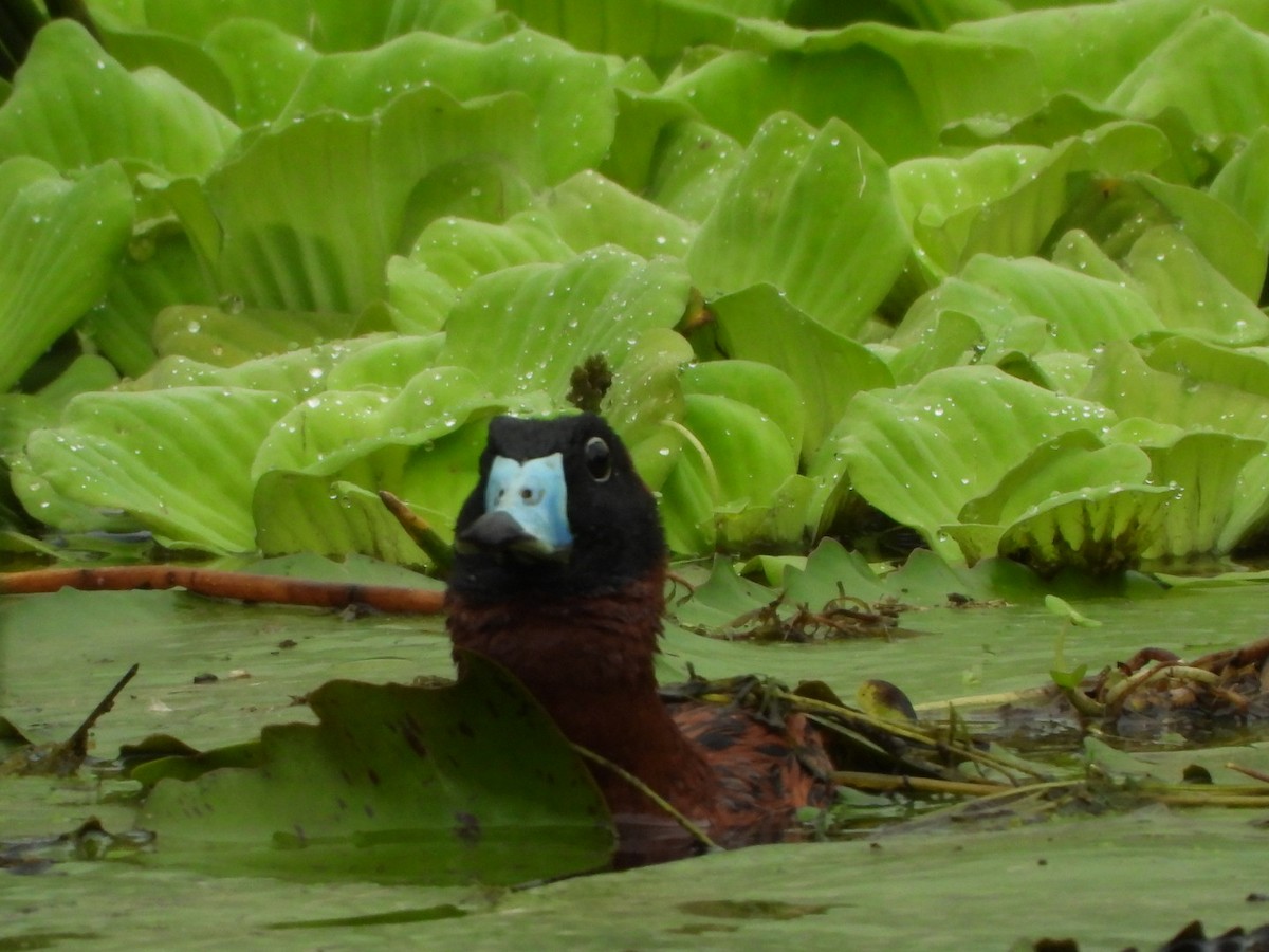 Masked Duck - ML637517285