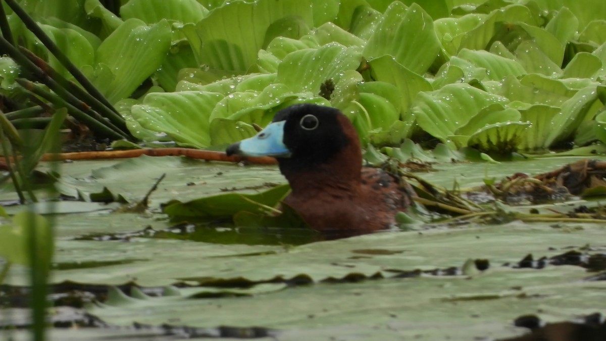 Masked Duck - ML637517287