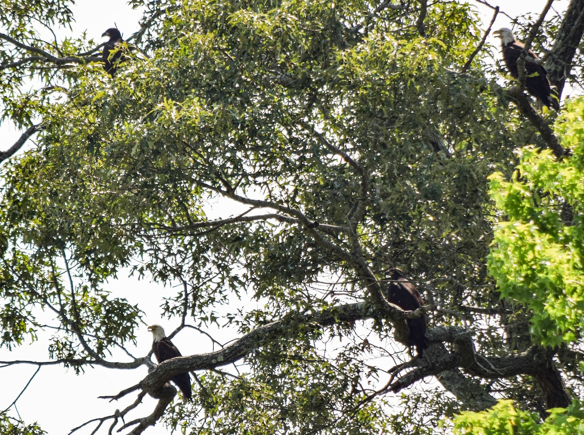 Bald Eagle - ML637517288