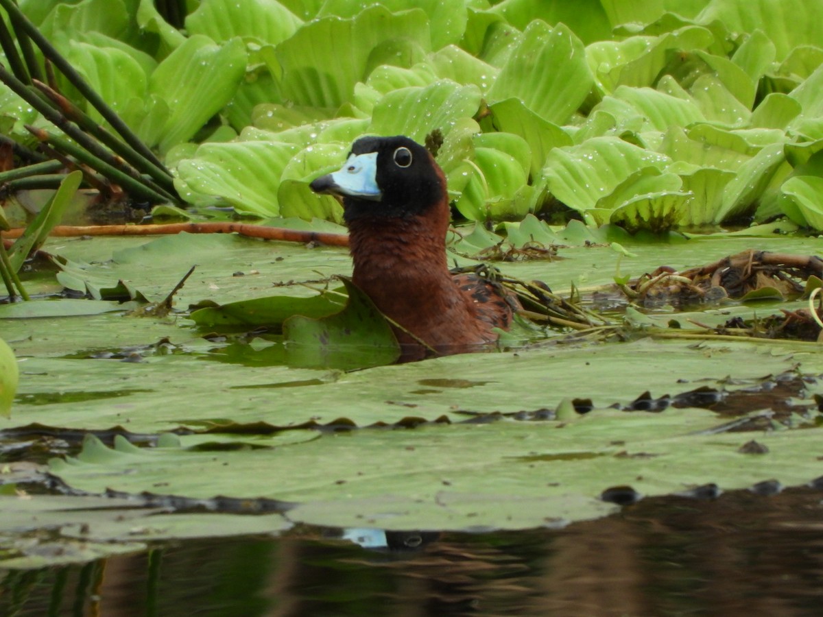 Masked Duck - ML637517296